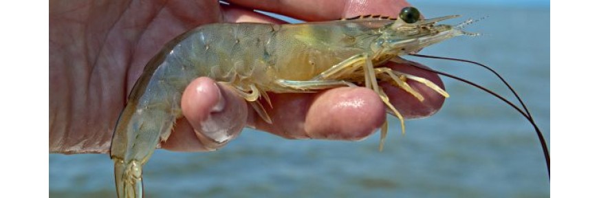 DÀNH CHO TÔM SÚ, TÔM THẺ