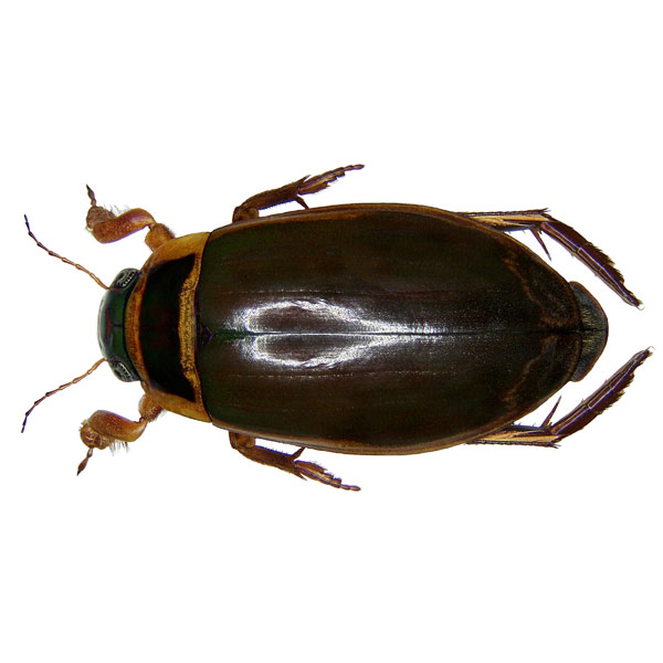 Bệnh do Bọ bắp cày